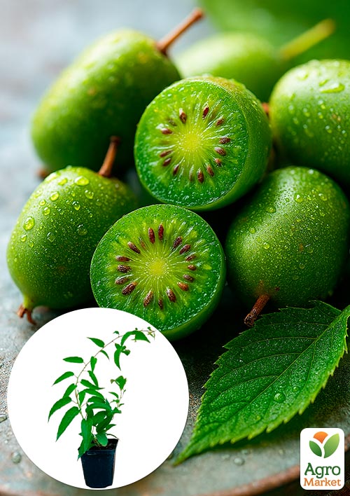 

Актинідія Римма (міні-ківі, морозостійкий сорт, пізній термін дозрівання)