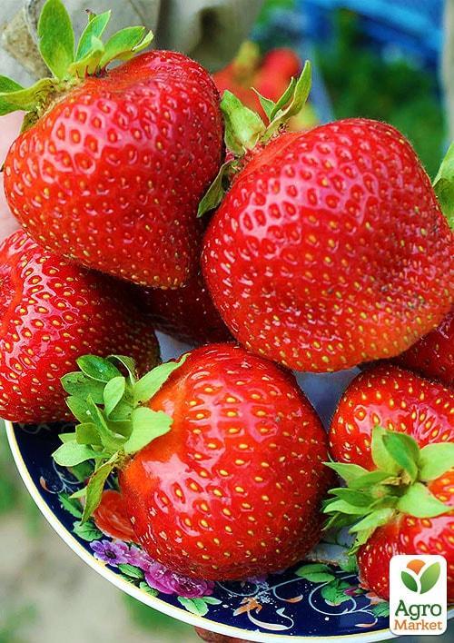 

Полуниця Азія (Asia) (середньо-ранній термін дозрівання, великоплідний сорт)