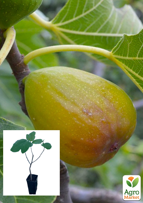 

Інжир золотистий Беянс саджанець 2 роки (ремонтантний, великоплідний, ранній сорт)