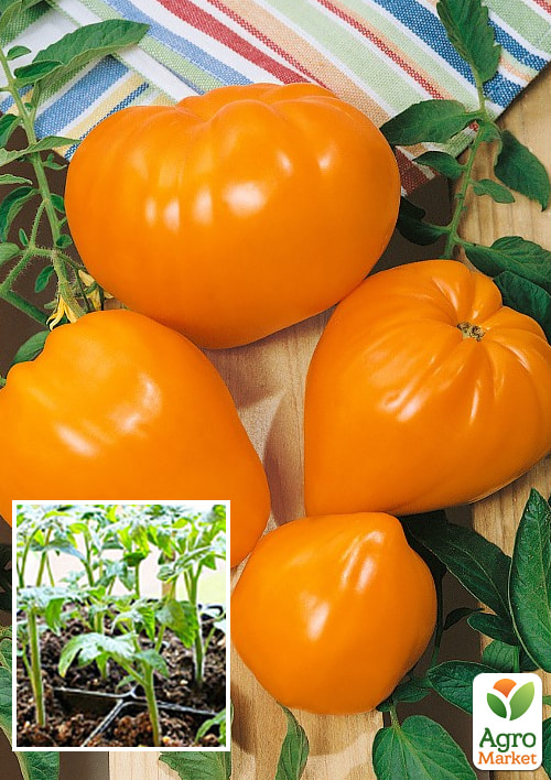 

Розсада Томат «Бичаче серце помаранчеве» (фермерське вирощування)