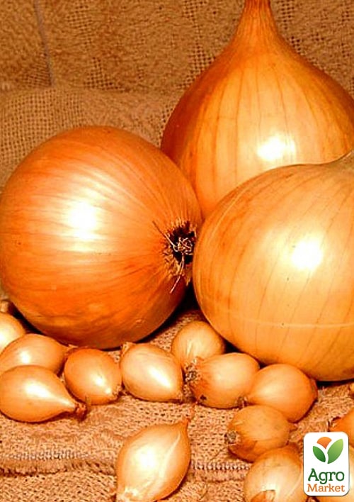 

Голландский лук-севок 0.5кг (арбажейка) ранний, желтый Центурион