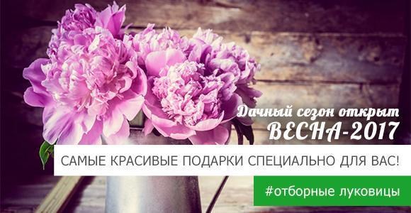 Получайте сразу 4 самых красивых луковиц в подарок! Получайте сразу 4 самых красивых луковиц в подарок!
