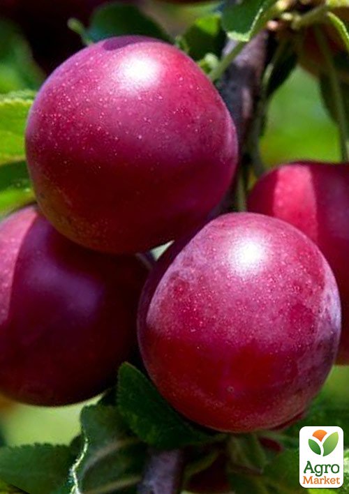 

Сливово- вишневий гібрид Компас 1саженец в упаковці.