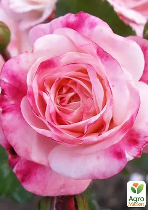 

Троянда паркова Rosenstadt Freising (саджанець класу АА+) вищий сорт