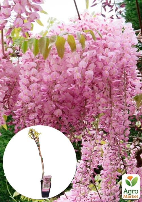 

LMTD Вистерия (глициния) Floribunda Rosea 2-х летняя (высота 50-70см)