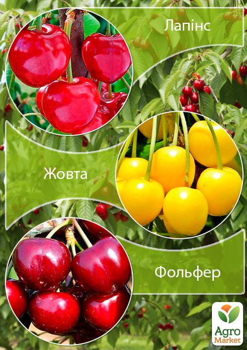 

Дерево-сад Черешня Лапинс+Вишня Желтая+Черешня Фольфер