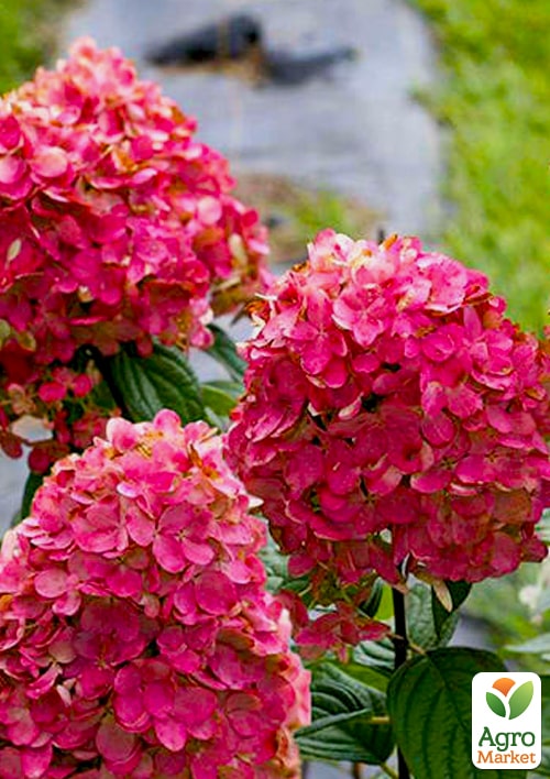 

Гортензія волотиста Magical Fire вазон Р9