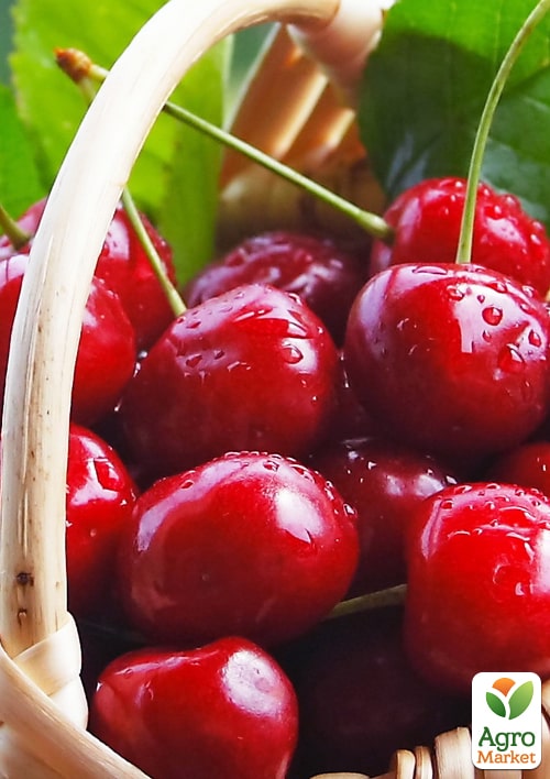 

Ексклюзив! Черешня червона Електра (Electra) (преміальний морозостійкий сорт, раннього терміну дозрівання)