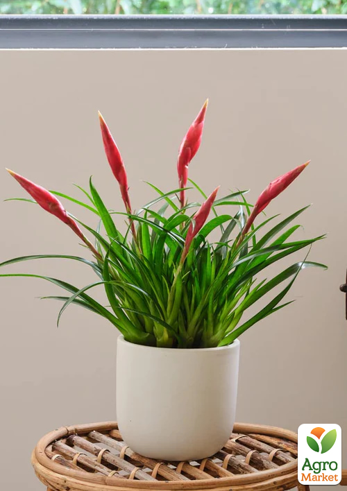 

Вриезия Multi Astrid высота 35-45cм