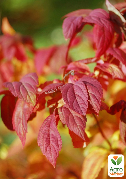 

Спирея Японская Macrophylla (горшок Р9)