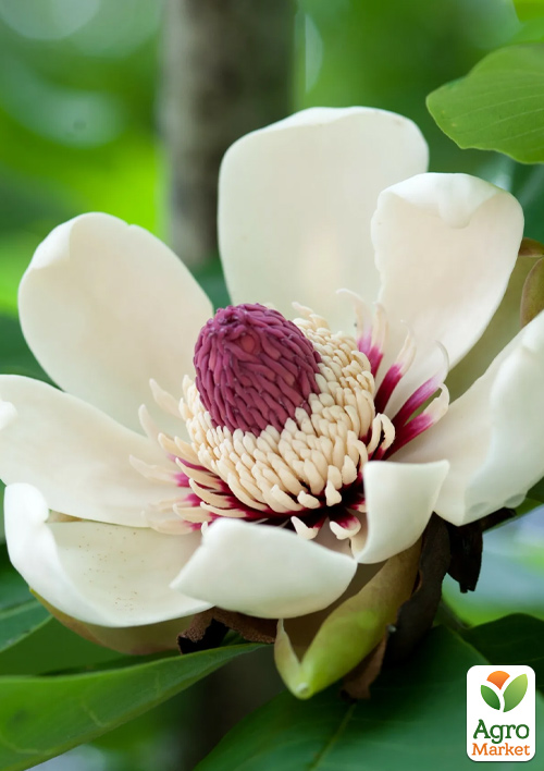 

Магнолія Obovata