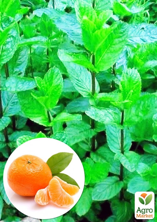 

М'ята Мандаринова Menta Thahi