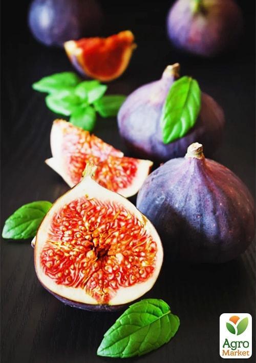 

Инжир Крымский 44