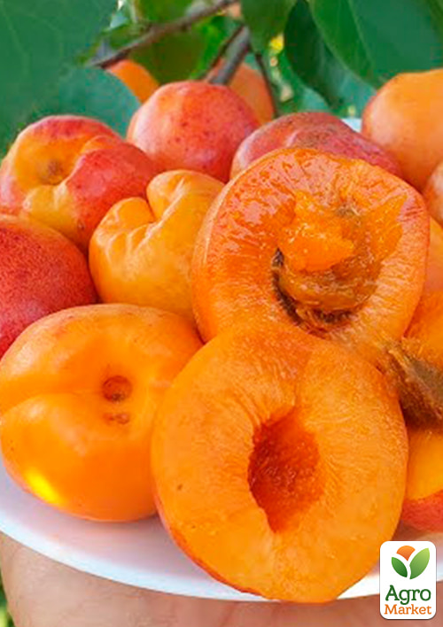 

Абрикос Джумбо Тардив (летний сорт, средний срок созревания)