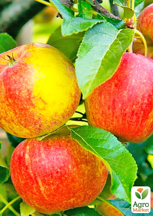 

Яблуня Джулія (літній сорт, ранній термін дозрівання)