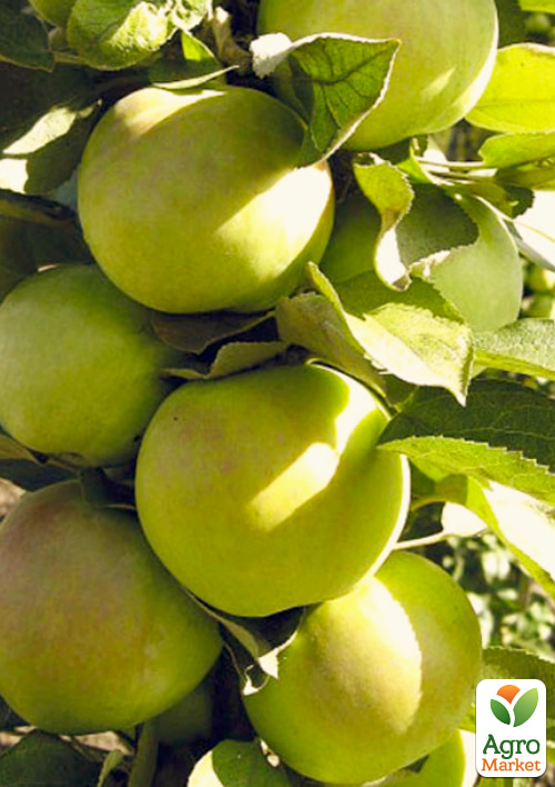 

Яблуня колоноподібна Білий Орел (осінній сорт, середній термін дозрівання)