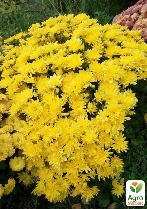 

Хризантема мультифлора шарообразная Kumo Yellow