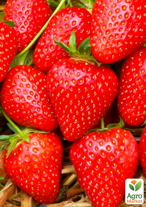 

Ексклюзив! Полуниця яскраво-червона Мармеладка (Marmalade) (преміальний ремонтантний сорт, висока лежкість)