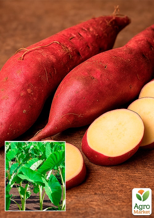 

Розсада Батата Murasaki, Р10 (кремова м'якоть)