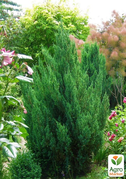 

Можжевельник китайский Stricta горшок P9