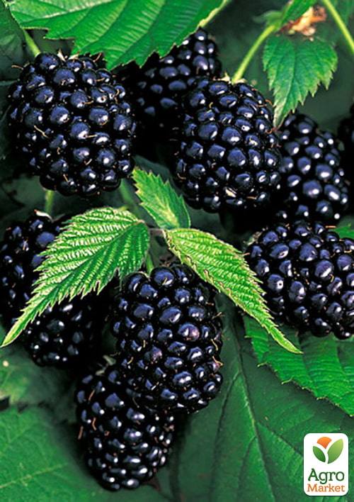 

Ежевика среднепоздняя Агавам (выносливый и неприхотливый сорт американской селекции)