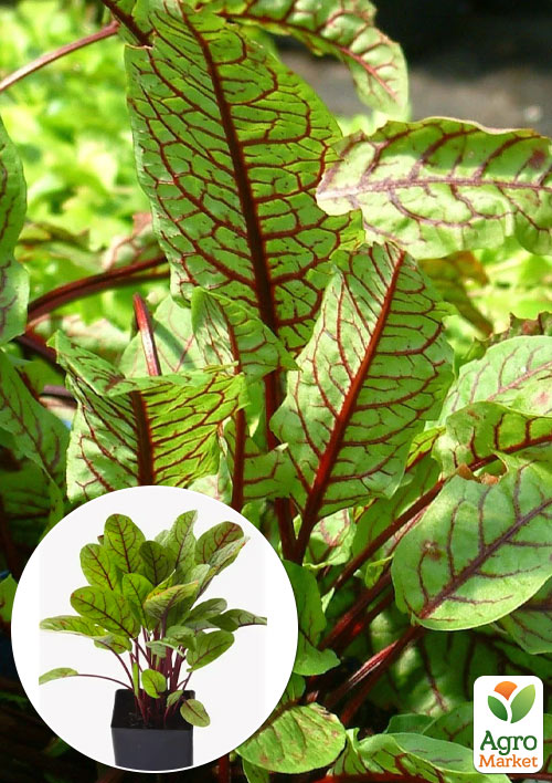 

Щавель Кривава Мері (вишуканий смак, висока декоративність)