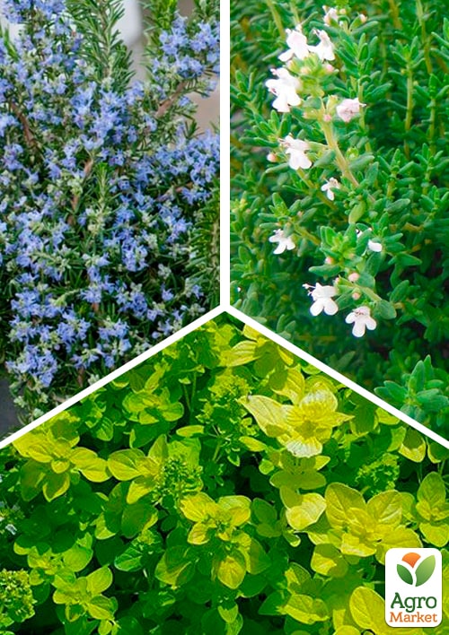 Набір пряних трав "BBQ" (розмарин+тим'ян+орегано) вазон С2 3 шт в упаковці