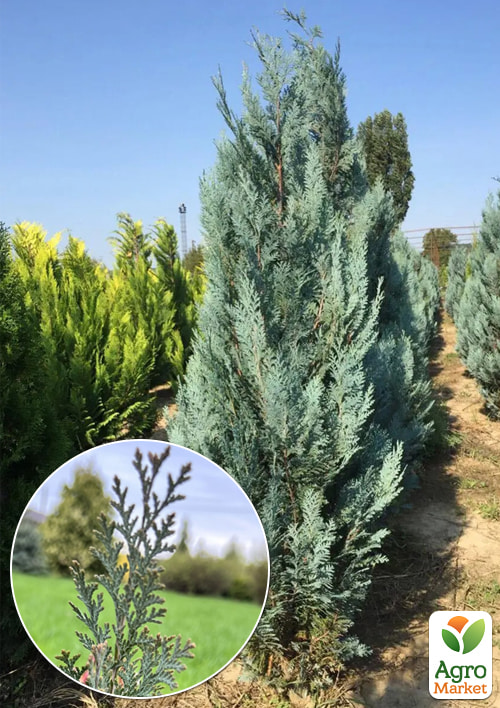 

Кіпарисовик Лавсона Blom (кім/сітка) висота 120-140см