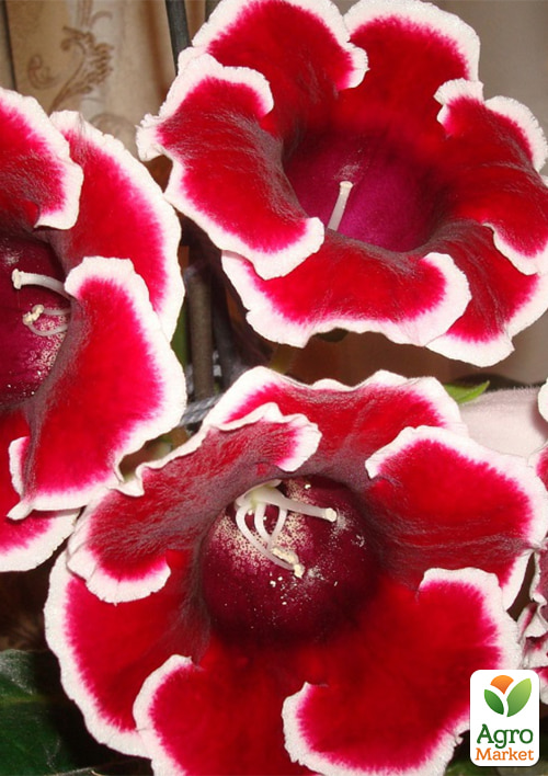 

Глоксиния Аванти F1 красная с ободком ТМ Профессиональные семена дражже 100шт
