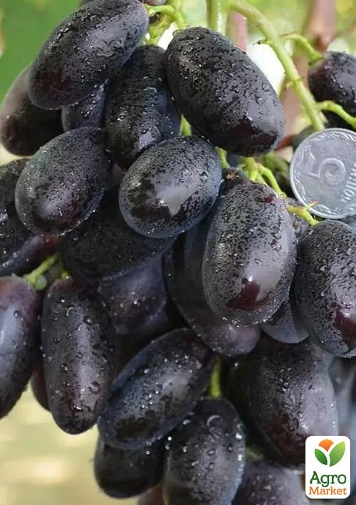 

Виноград В-2 (сочная, сладкая, хрустящая мякоть, раннеспелый)