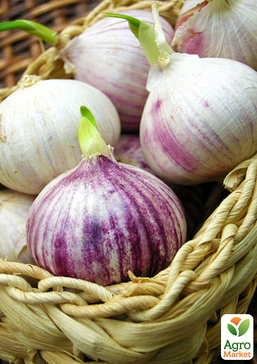 

Эксклюзив! Чеснок посадочный (однозубка) Мюнхгаузен (Munchhausen) (премиальный крупный сорт) Украина 200г