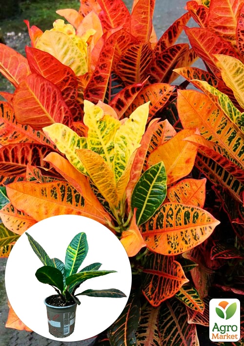 

Кротон (Croton) Petra