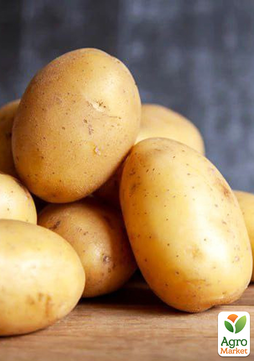 

Картопля Корінна насіннєва рання (1 репродукція) 1кг