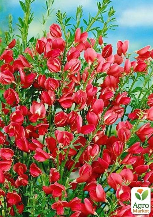 

Ракитник Cytisus Coronary Boskoop Ruby
