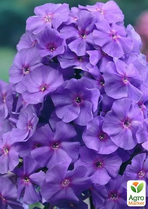 

Флокс многолетний Amethyst