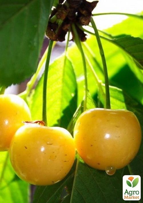 

Черешня желтая Дрогана желтая (летний сорт, средний срок созревания)