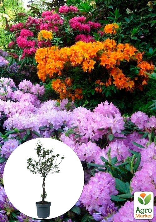 

LMTD Рододендрон на штамбе 3-х летний MIX Уценка(40-60см)
