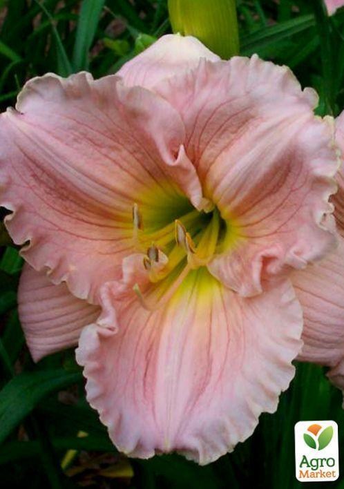 

Лилейник "Barbara Mitchell" 1шт в упаковке