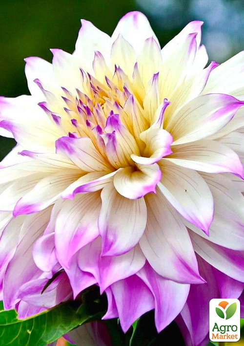 

Георгина Ferncliff Illusion (гигантский цветок)