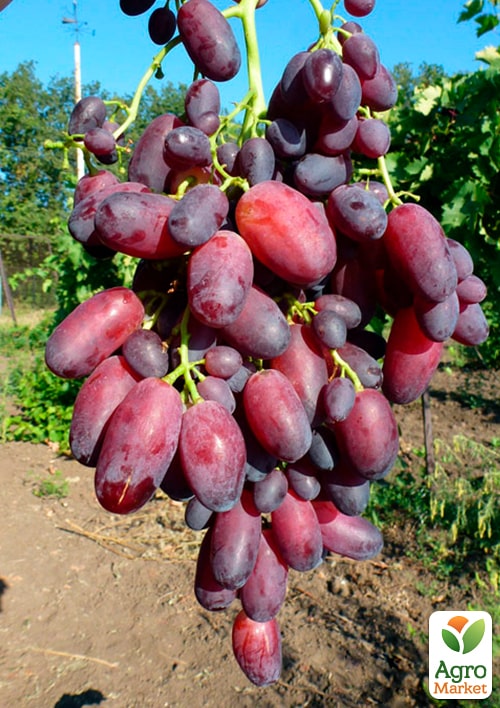 

Виноград КарМаКод (ранний срок созревания)