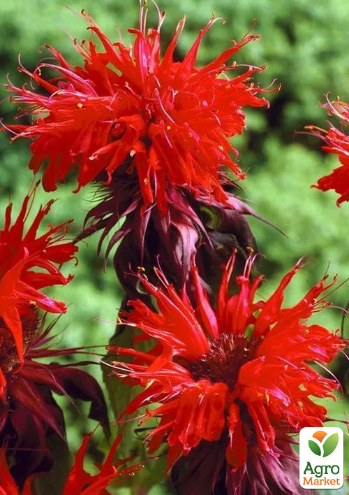 

Бергамот (Монарда) Othello