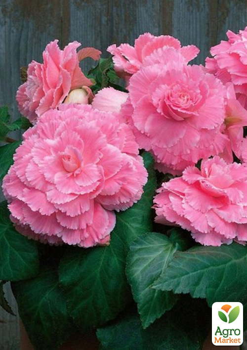 

Бегония Америгибрид пикоти F1 Розовое кружево ТМ Vesna Select 5шт