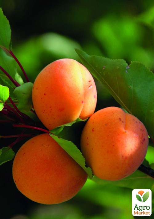 

Абрикос Кіото (літній сорт, середній термін дозрівання)