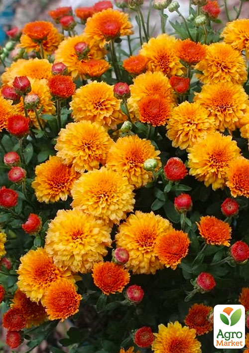 

Хризантема мультифлора шарообразная Jasoda Orange