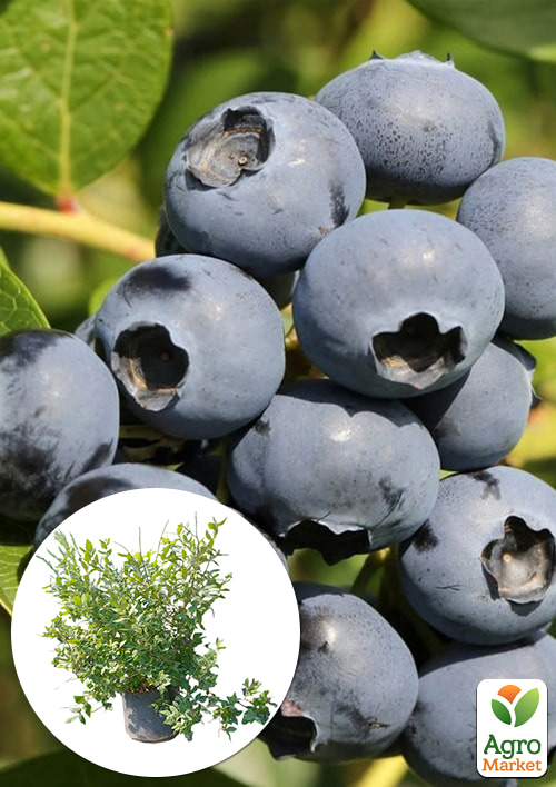 

Голубика 5-и летняя Дарроу (Darrow) контейнер 40л