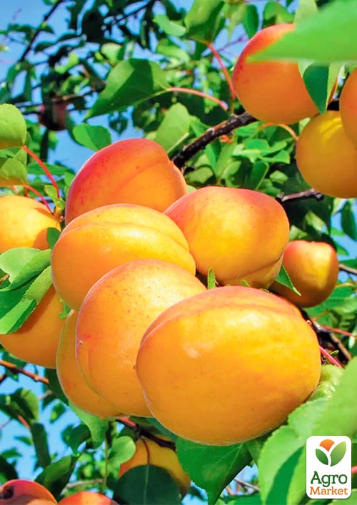 

Абрикос Водолій (літній сорт, середній термін дозрівання)