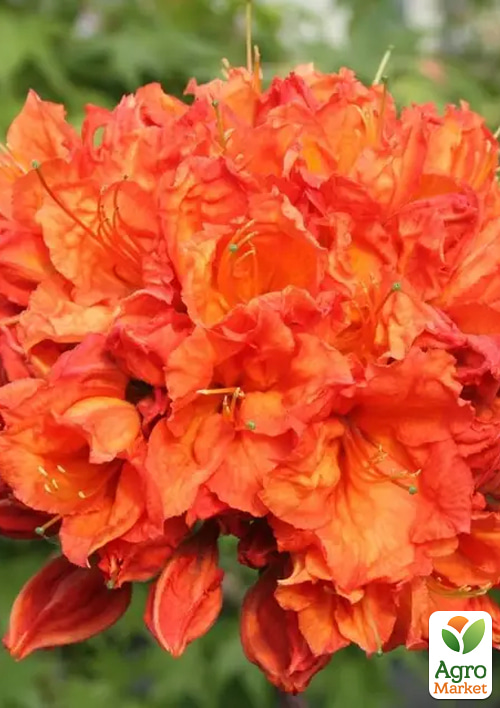 

Рододендрон помаранчевий листопадний «Feuerwerk» вазон Р9