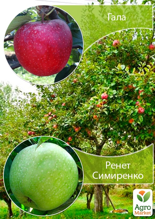 

Дерево-сад Яблуня Гала+Ренет Симиренко укорінена в контейнері (саджанець 2 роки)