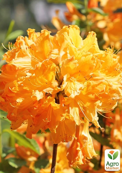 

Азалия (рододендрон гибридный) Golden Lights