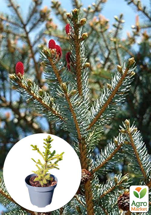 

Ялина 3-х річна аянська Jezo Spruce С3, висота 20-25см